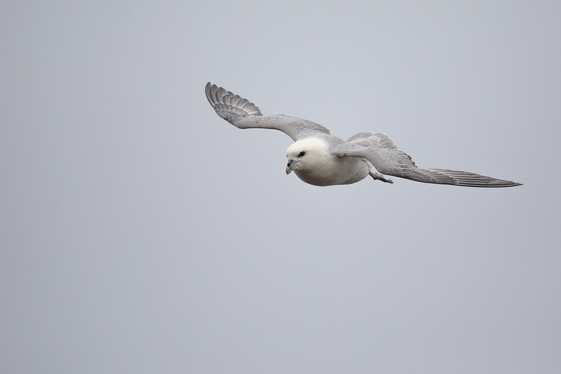 Fulmar, Iceland, June 2022