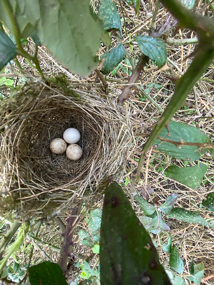 Blackcap, Rockhampton, April 2022