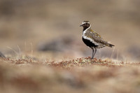 Golden Plover, Raufarhofn, Iceland, June 2022