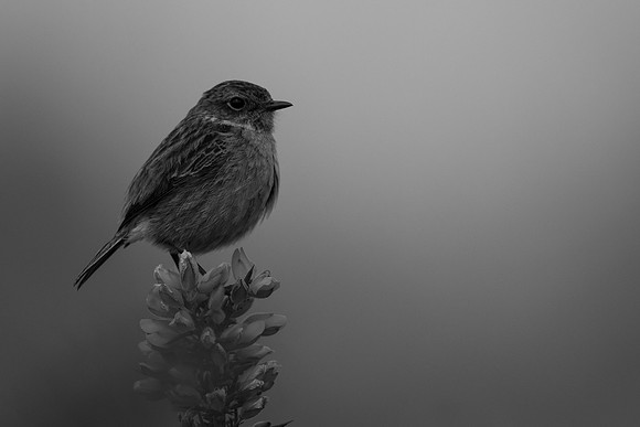 Stonechat, New Forest, April 2021
