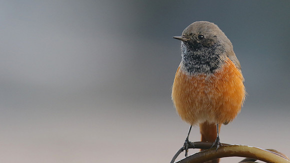 Eastern Black Redstart, Skinningrove, November 2016.