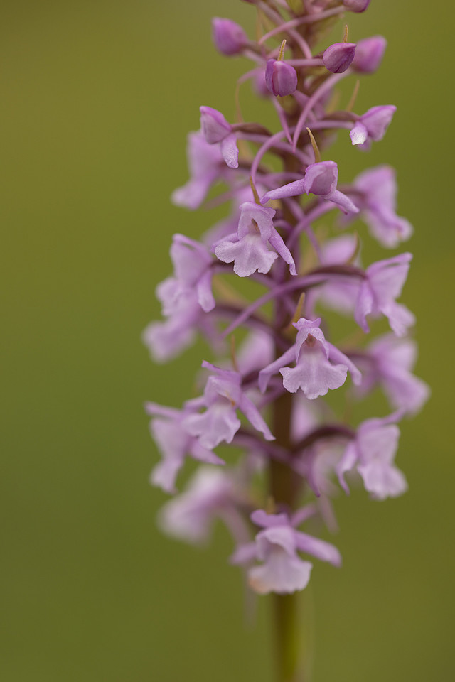 Chalk Fragrant-orchid, Rudge Hill, June 2024