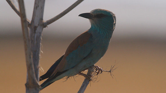 Roller, Larnaca Sewage works 2014