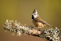 Crested Tit, Loch Morclich, February 2023