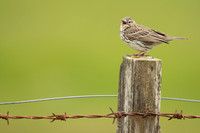 Meadow Pipit, Floi, Iceland, June 2022