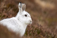 Mountain Hare, Findhorn Valley, February 2023