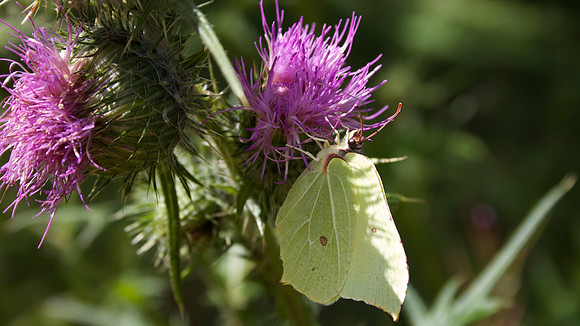 Brimstone, Lower Woods 2013.