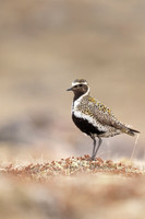 Golden Plover, Raufarhofn, Iceland, June 2022