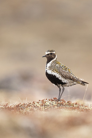 Golden Plover, Raufarhofn, Iceland, June 2022