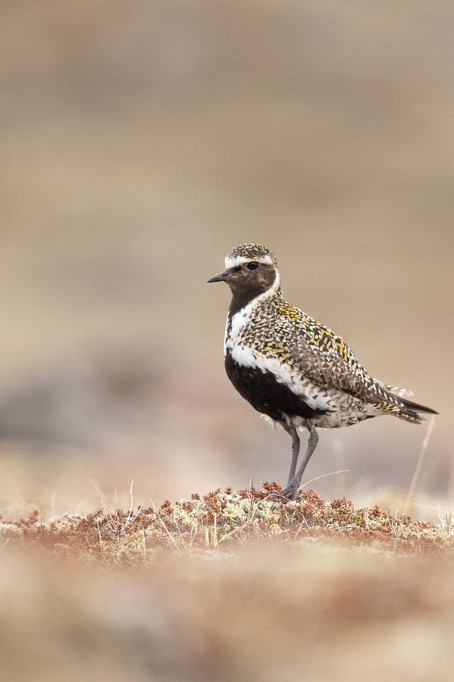 Golden Plover, Raufarhofn, Iceland, June 2022
