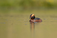 Slavonian Grebe, Iceland, May 2022
