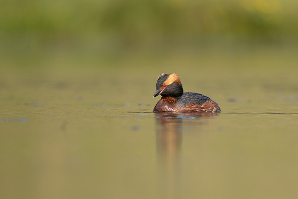 Slavonian Grebe, Iceland, May 2022