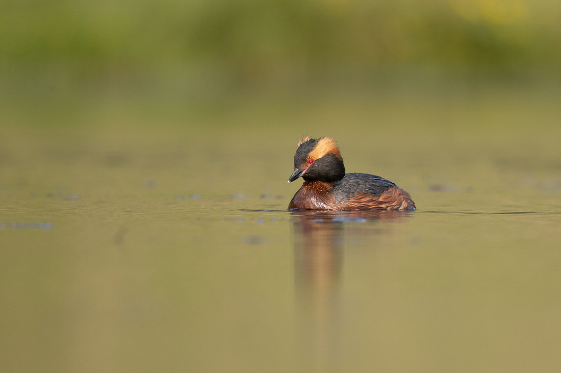 Slavonian Grebe, Iceland, May 2022