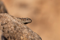 Cyprus Rock Agama, Cape Grecko, Cyprus, July 2024