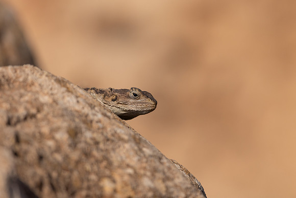 Cyprus Rock Agama, Cape Grecko, Cyprus, July 2024