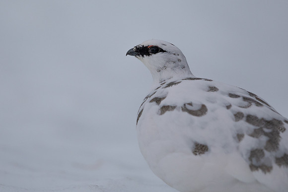 Ptarmigan, Cairngorms, January 2022