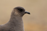 Arctic Skua,Snæfellsnes peninsula, Iceland, June 2022