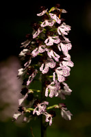 Lady Orchid, Yockletts Bank, May 2024