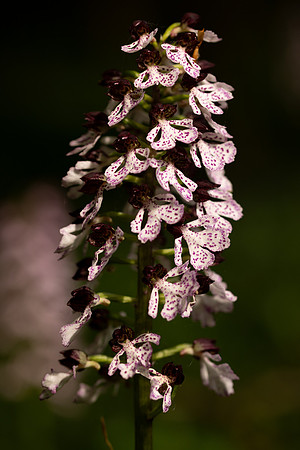 Lady Orchid, Yockletts Bank, May 2024