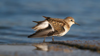 Little Stint, Cheddar Reservoir, September 2014.