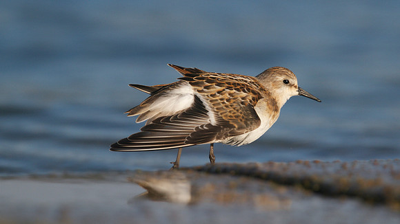 Little Stint, Cheddar Reservoir, September 2014.