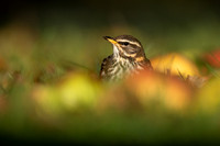 Redwing, Tockington, December 2022