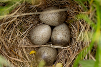 Skylark, Kenfig, June 2024