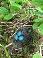 Dunnock