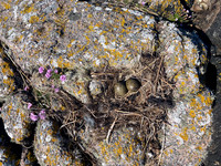 Common Gull, Mull, May 2021