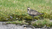 American Golden Plover, Davidstow, October 2016