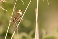 Sedge Warbler, Severnside, May 2024