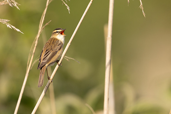 Sedge Warbler, Severnside, May 2024
