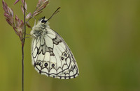 Marble White, Oldbury Power Station, June 2024
