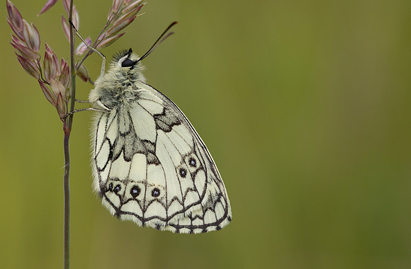 Marble White, Oldbury Power Station, June 2024