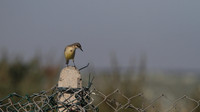 Yellow Wagtail, Larnaca Sewage works 2014