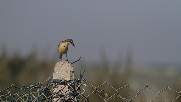Yellow Wagtail, Larnaca Sewage works 2014
