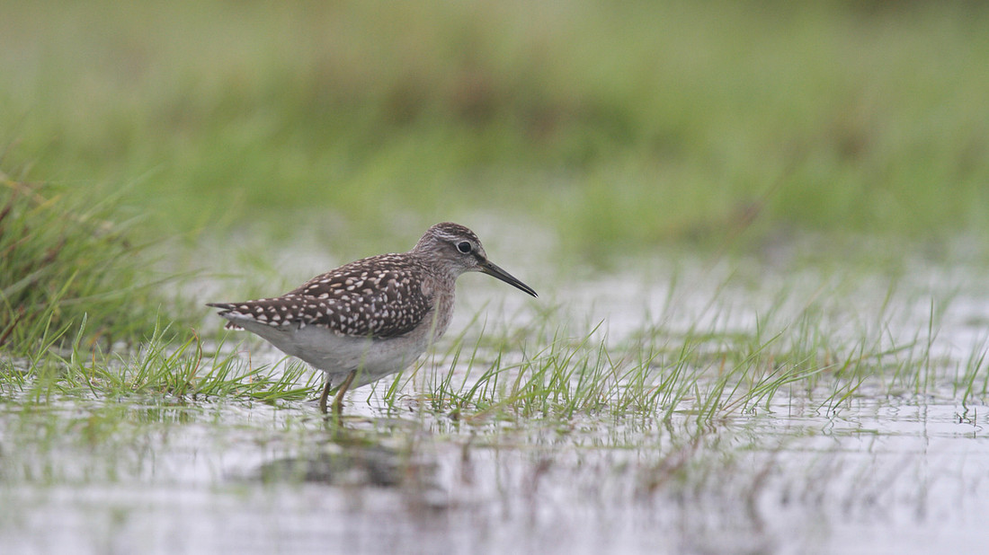 Wood Sandpiper, Northwick Warth, August 2014