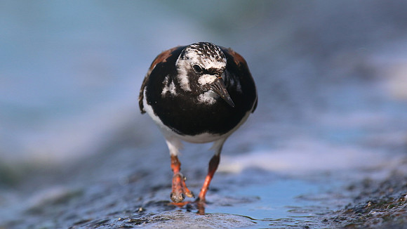 Turnstone, Farmoor Reservoir, August 2016