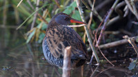 Water Rail, Slimbridge, January  2015