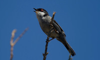 Sardinian Warbler Tomb of the Kings, Paphos 2014