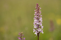 Chalk Fragrant-orchid, Rodbrough Common, June 2024