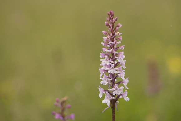 Chalk Fragrant-orchid, Rodbrough Common, June 2024