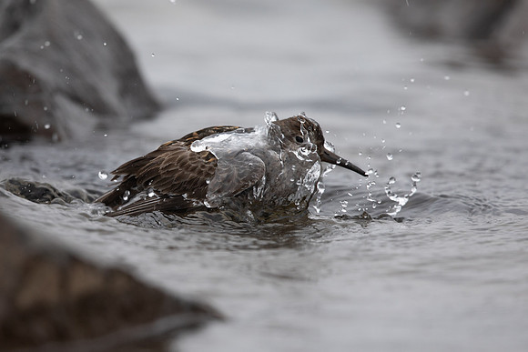 Purple Sandpiper, Raufarhofn, June 2022