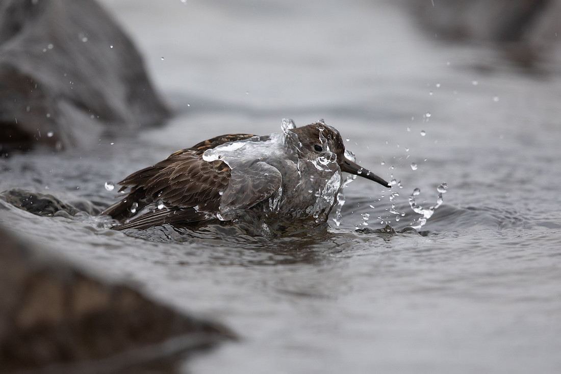 Purple Sandpiper, Raufarhofn, June 2022