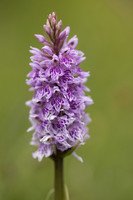 Common Spotted-orchid Orchid, Rudge Hill, June 2024