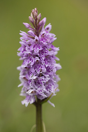 Common Spotted-orchid Orchid, Rudge Hill, June 2024