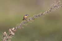 Whinchat, Anarita, Cyprus, April 2025