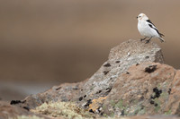 Snow Bunting, Raufarhofn, Iceland, June 2022