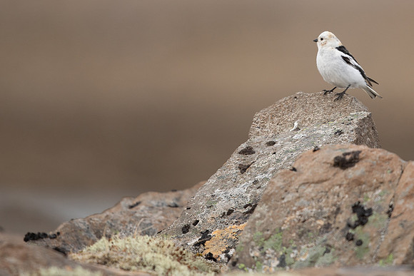 Snow Bunting, Raufarhofn, Iceland, June 2022