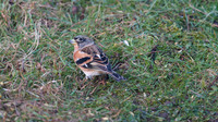 Brambling, Scaling Dam, January 2015